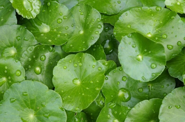 Centella Asiatica